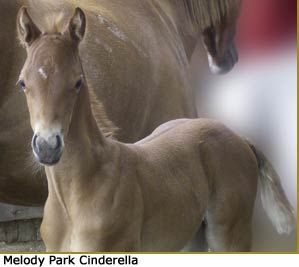 Melody-Park-Cinderella-foal