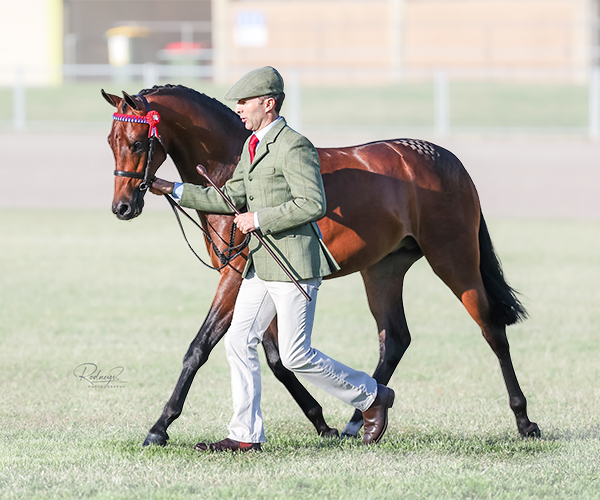 2025-Royal-Canberra-Show-Top-Adonis